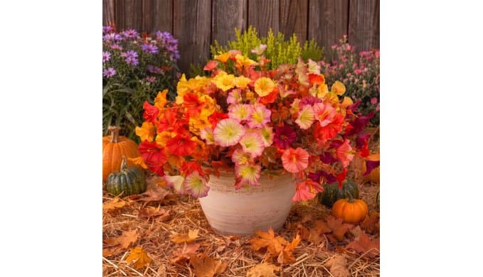 FULLMUSIC Autumn Artificial Flowers for Outdoor (10, Mixed Color A) thumbnail 4