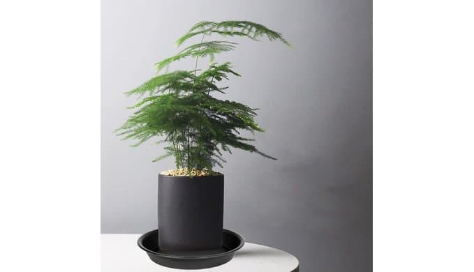 6 Pack 6 inch Plant Saucer Tray, 4 6 8 10 12 15 17 19 inch Plant Saucers, Heavy Duty Plastic Plant Saucers for Indoors, Bird Bath Bowls, Flower Plant Water Trays for pots Planter (6", Black) thumbnail 4