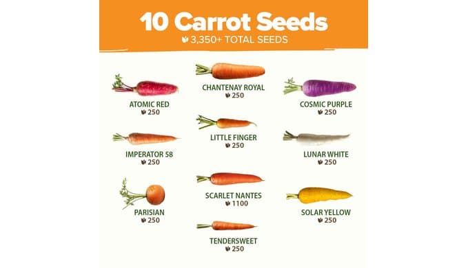 HOME GROWN Rainbow Carrot Seeds 10 Variety Mix 3350+ Heirloom Non-GMO Seeds for Planting, High Germination, Multi-Color Gourmet Root Vegetables, Kids Garden, Crunchy Fresh Eating (Daucus carota) thumbnail 3