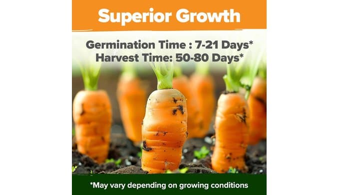 HOME GROWN Rainbow Carrot Seeds 10 Variety Mix 3350+ Heirloom Non-GMO Seeds for Planting, High Germination, Multi-Color Gourmet Root Vegetables, Kids Garden, Crunchy Fresh Eating (Daucus carota) thumbnail 5