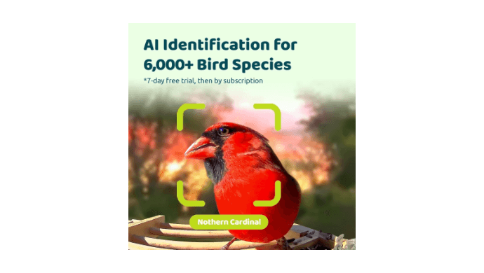 Birdfy Smart Bird Feeder with Camera, High-End Bamboo, Mini in Size, Solar Powered, Auto Capture Birds & Notify in Time, Powerful AI Recognition, Ideal Gift Present thumbnail 3