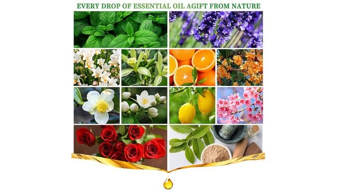 Essential Oils Set, 12 Scents, 10 ML Bottles, Lavender, Lemon, Rose, Jasmine, Vanilla, Sandalwood and More, for Humidifiers, Diffusers, Aromatherapy thumbnail 3